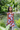 MARI MARI - LILA - CORISSIA DRESS